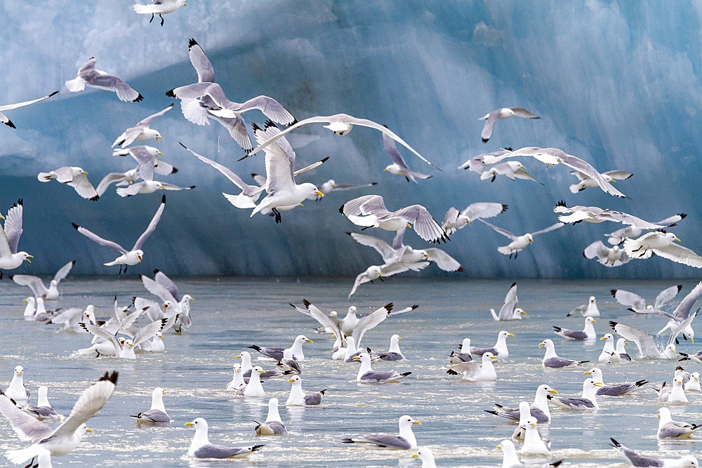 Adult black-legged kittiwakes (Rissa tridactyla) feeding at the base of a glacier in the Svalbard Archipelago, Norway.