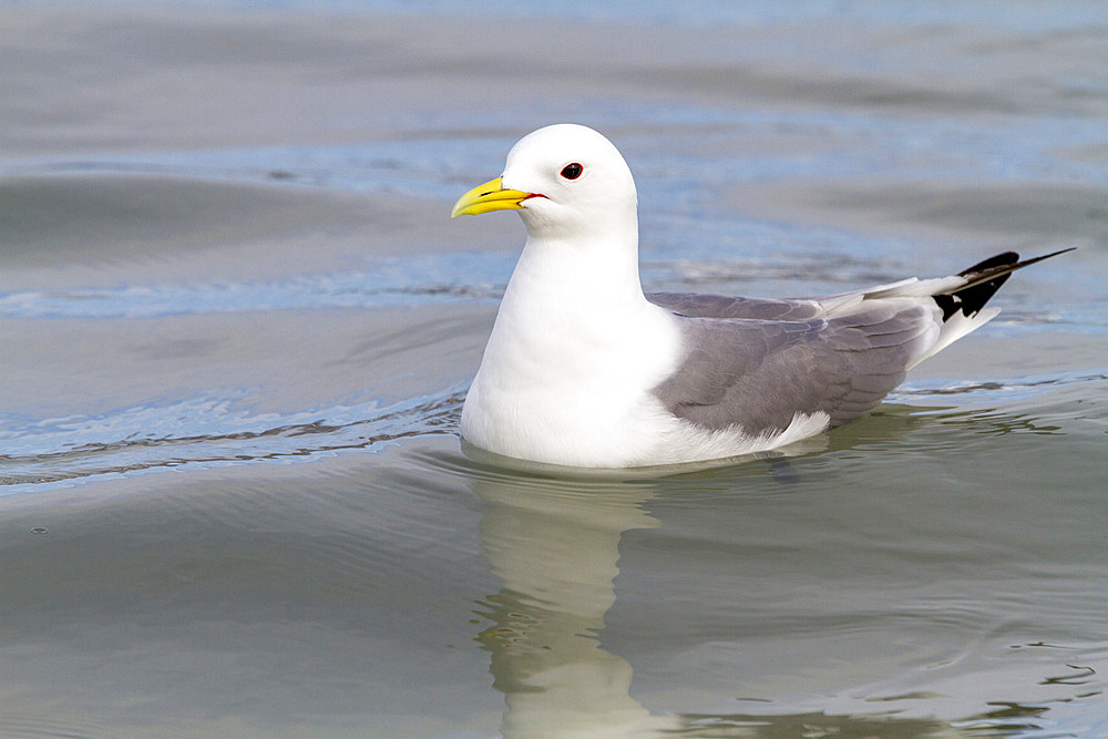 Adult black-legged kittiwakes (Rissa tridactyla) feeding at the base of a glacier in the Svalbard Archipelago, Norway, Arctic, Europe