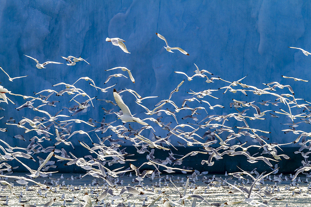 Adult black-legged kittiwakes (Rissa tridactyla) feeding at the base of a glacier in the Svalbard Archipelago, Norway.