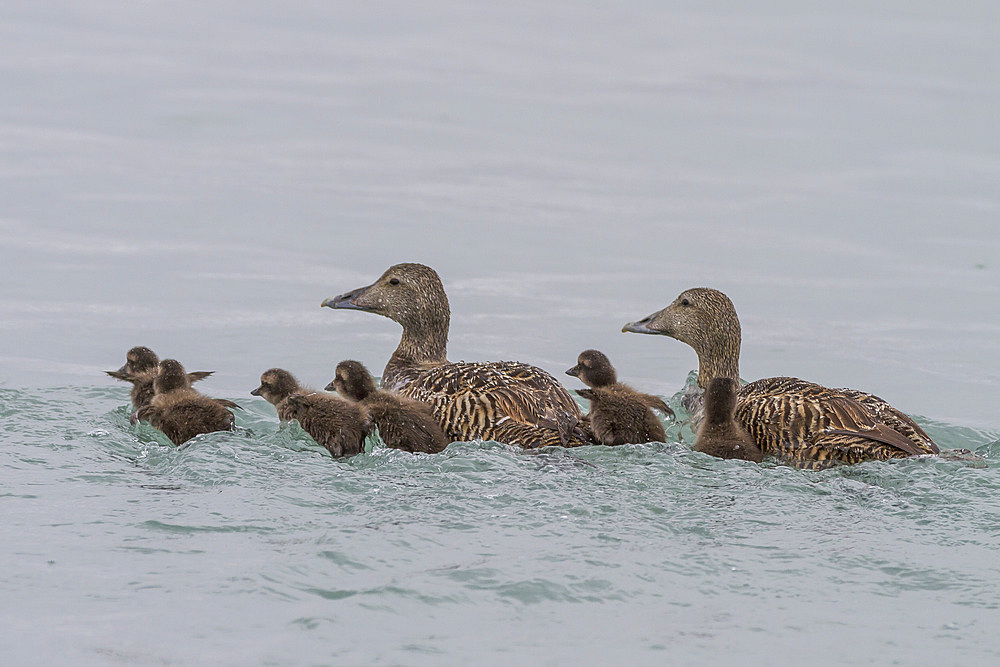 Adult female common eider ducks (Somateria mollissima) swimming with ducklings of Edgeoya in Svalbard, Norway, Arctic, Europe