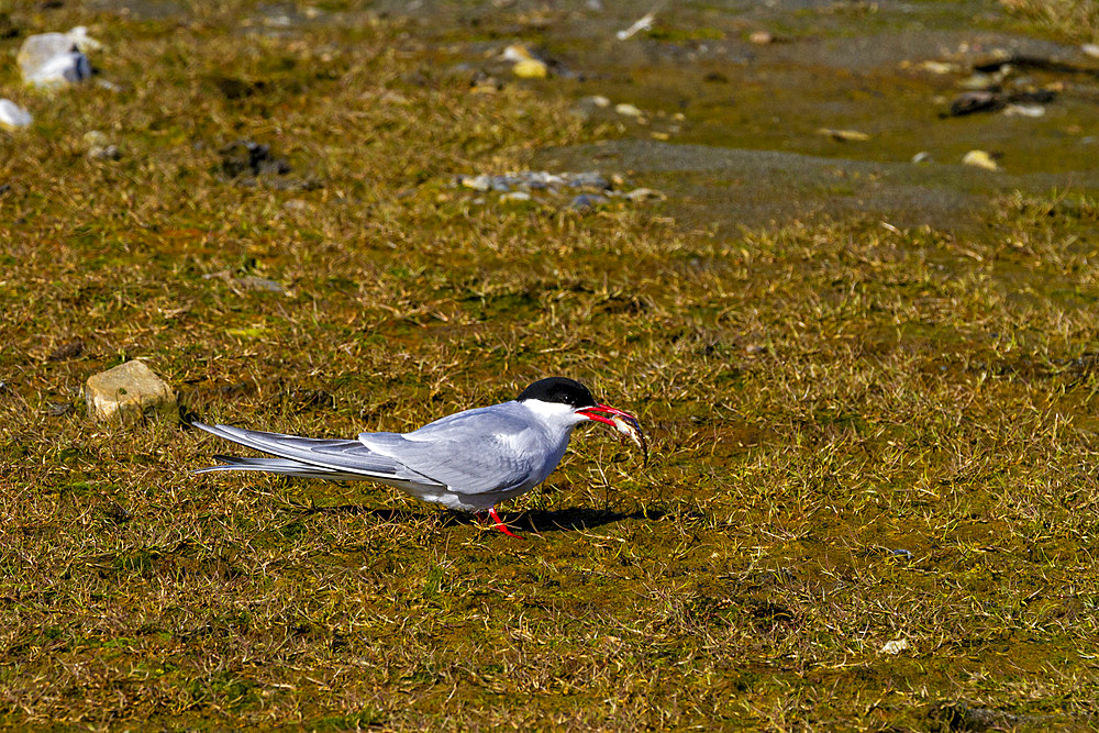 Adult arctic tern (Sterna paradisaea) feeding on small fish on Spitsbergen Island in the Svalbard Archipelago, Norway, Arctic, Europe