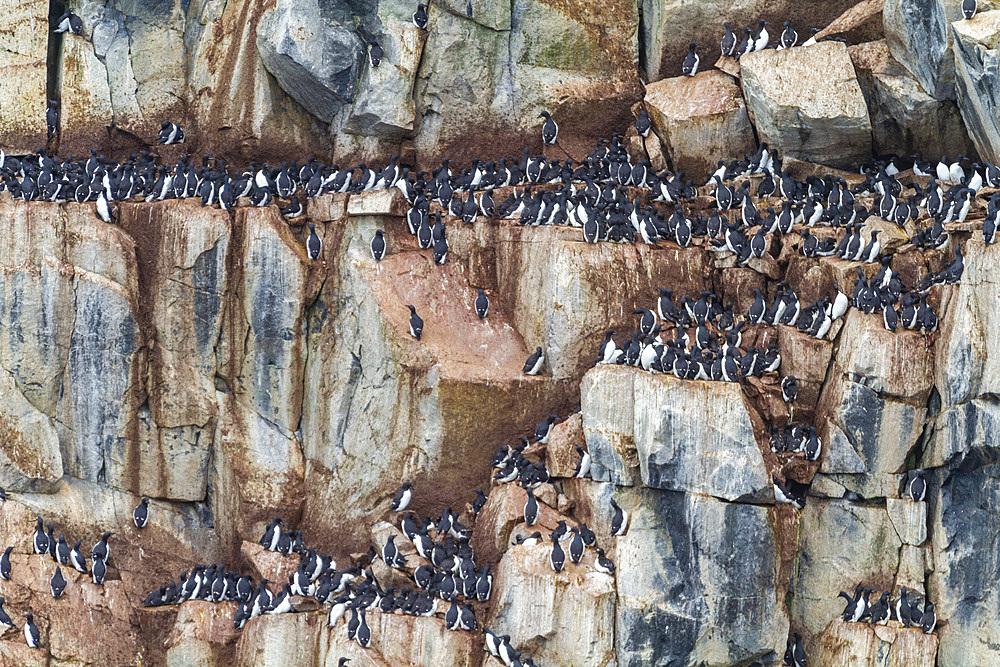 Brunnich's guillemot (Uria lomvia) breeding and nesting site at Cape Fanshawe in the Svalbard Archipelago, Norway, Arctic, Europe