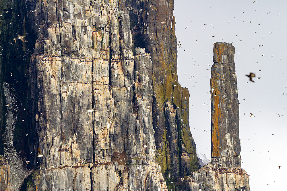 Brunnich's guillemot (Uria lomvia) breeding and nesting site at Cape Fanshawe in the Svalbard Archipelago, Norway, Arctic, Europe