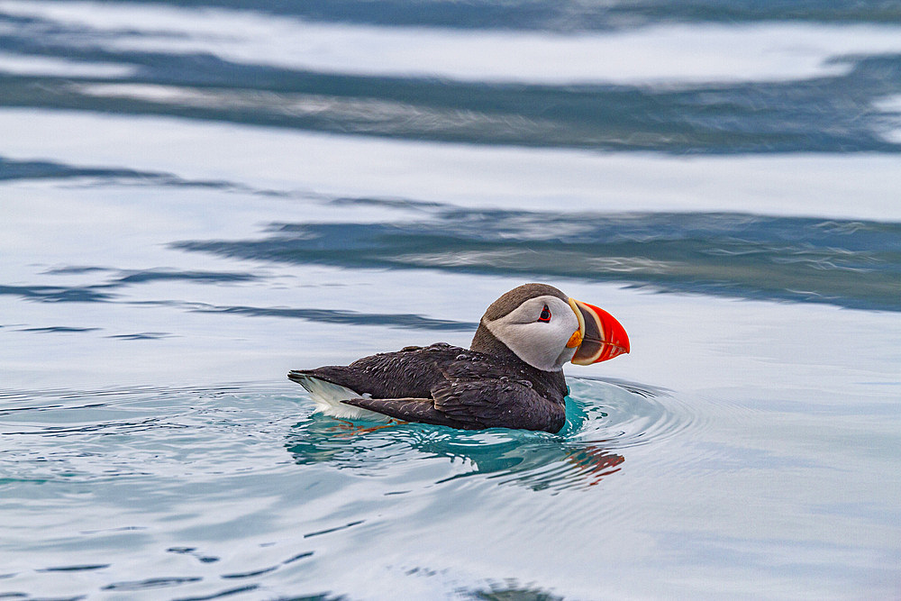 Juvenile puffin (Fratercula arctica) on the water near the island of Bolscheoya in the Svalbard Archipelago, Norway, Arctic, Europe