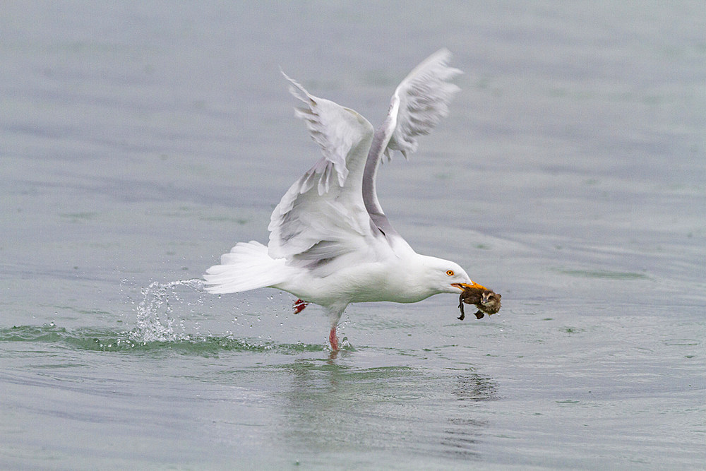 Adult glaucous gull (Larus hyperboreus) eating common eider duckling (Somateria mollissima) in Svalbard, Norway, Arctic, Europe