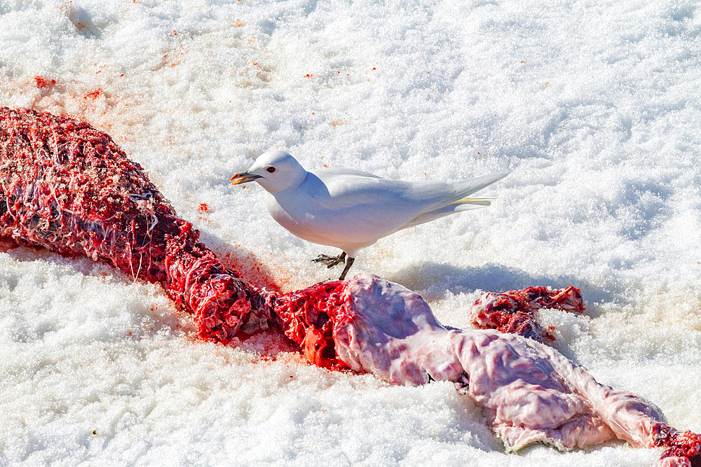 An adult ivory gull (Pagophila eburnea) on ringed seal kill on Spitsbergen in the Svalbard Archipelago, Norway, Arctic, Europe