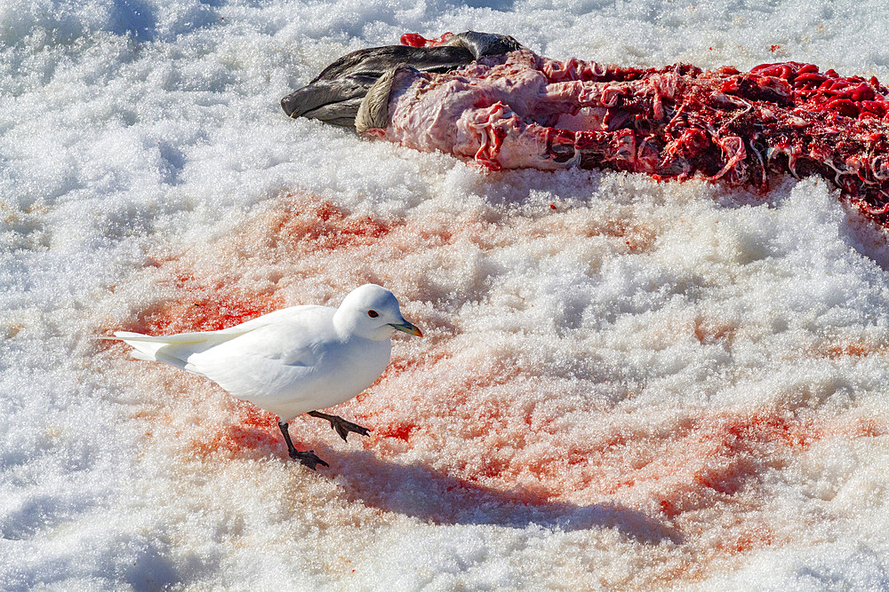 An adult ivory gull (Pagophila eburnea) on ringed seal kill on Spitsbergen in the Svalbard Archipelago, Norway, Arctic, Europe