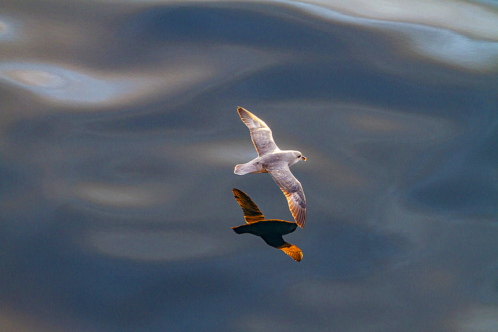 Northern fulmar (Fulmarus glacialis glacialis) on the wing over calm seas in the Svalbard Archipelago, Norway, Arctic, Europe