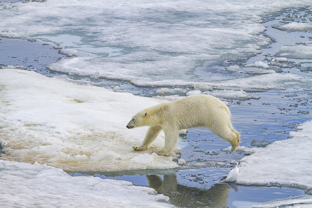 An adult polar bear (Ursus maritimus) leaping from ice floe to ice floe in the Svalbard Archipelago, Norway, Arctic, Europe