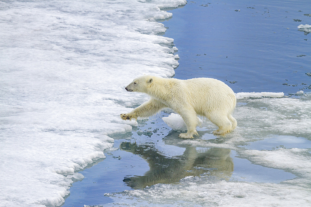 An adult polar bear (Ursus maritimus) leaping from ice floe to ice floe in the Svalbard Archipelago, Norway, Arctic, Europe