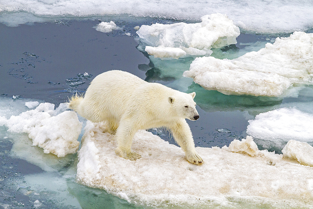 An adult polar bear (Ursus maritimus) leaping from ice floe to ice floe in the Svalbard Archipelago, Norway, Arctic, Europe