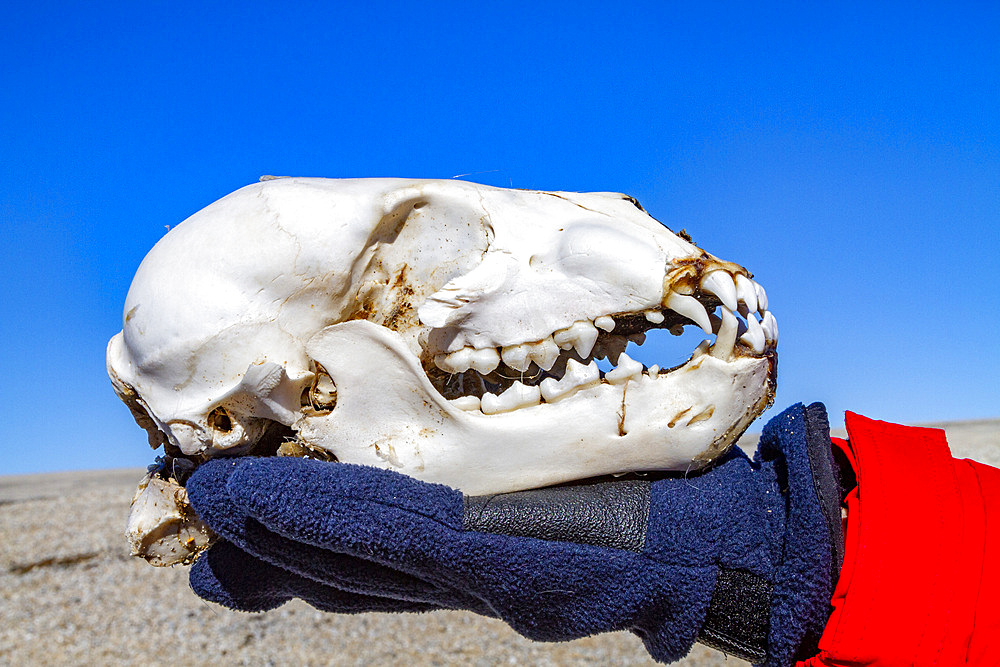 A juvenile polar bear (Ursus maritimus) skull, possibly predated by adult polar bear, in the Svalbard Archipelago, Norway, Arctic, Europe