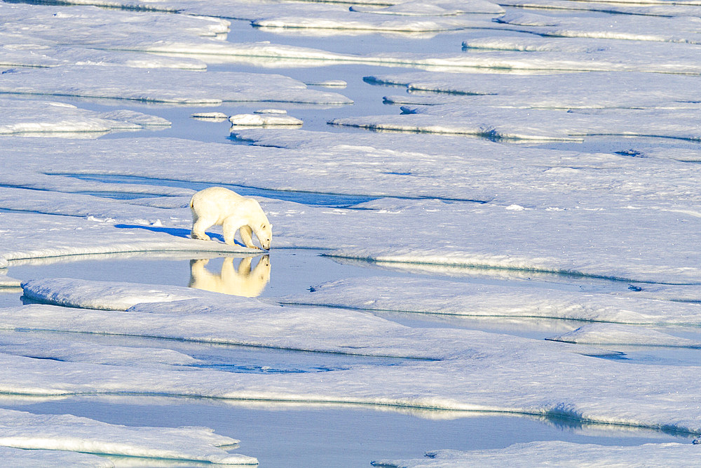 An adult polar bear (Ursus maritimus) traveling from ice floe to ice floe in the Svalbard Archipelago, Norway, Arctic, Europe