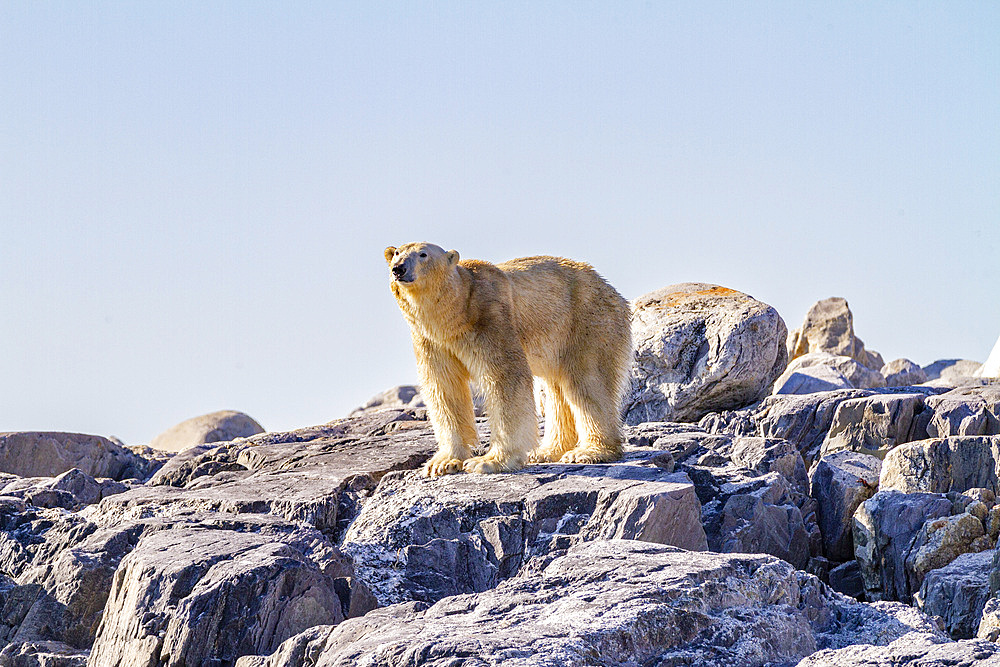 An old, emaciated adult male polar bear (Ursus maritimus) desperately searching for food in the Svalbard Archipelago, Norway, Arctic, Europe