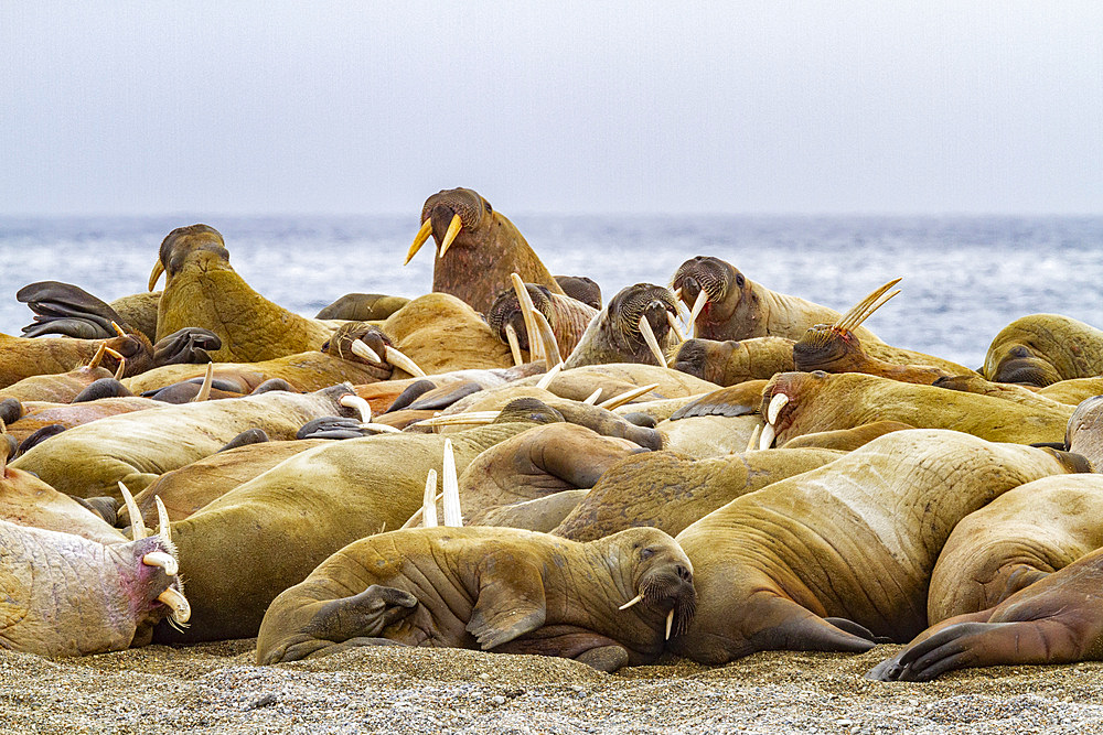 Adult bachelor walrus (Odobenus rosmarus rosmarus) hauled out on the beach at Poolepynten on Prins Karl's Foreland in the Svalbard Archipelago, Norway, Arctic, Europe