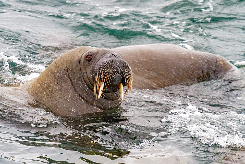 Curious adult bull walrus (Odobenus rosmarus rosmarus) approach the ship at Moffen Island in the Svalbard Archipelago, Norway, Arctic, Europe