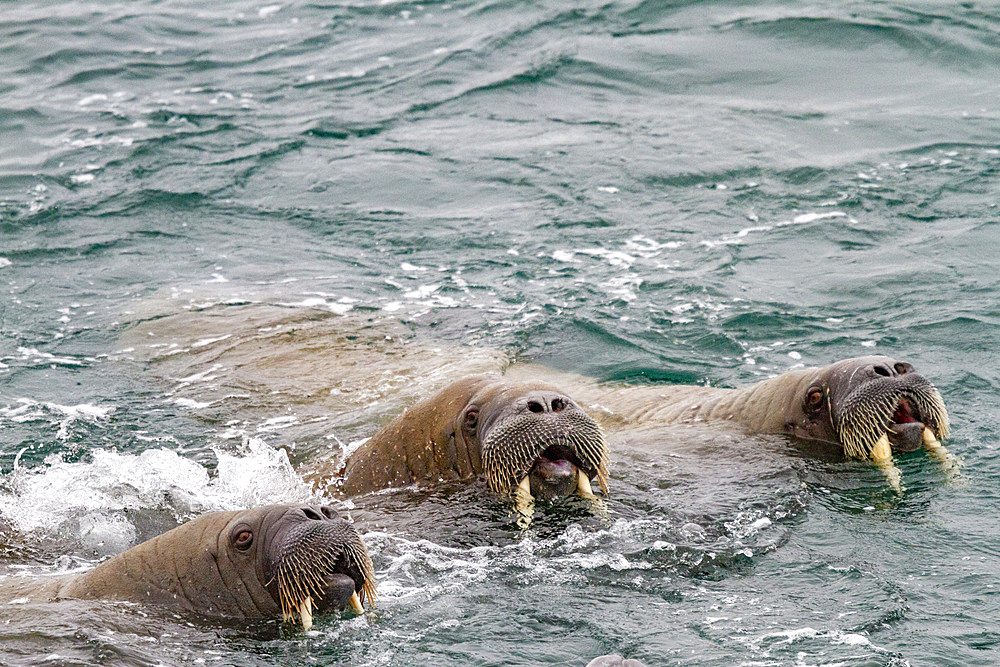 Curious adult bull walrus (Odobenus rosmarus rosmarus) approach the ship at Moffen Island in the Svalbard Archipelago, Norway, Arctic, Europe