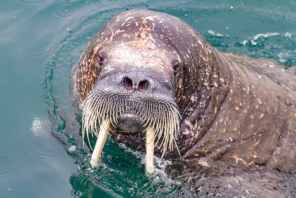 Curious adult bull walrus (Odobenus rosmarus rosmarus) approach the ship at Moffen Island in the Svalbard Archipelago, Norway, Arctic, Europe