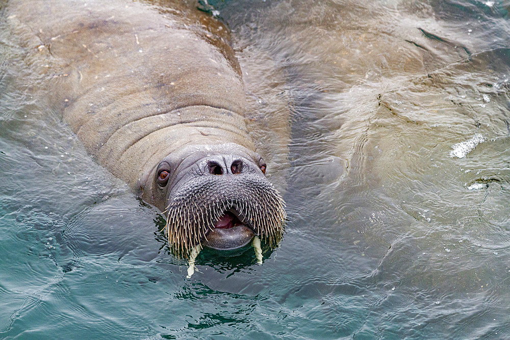 Curious adult bull walrus (Odobenus rosmarus rosmarus) approach the ship at Moffen Island in the Svalbard Archipelago, Norway, Arctic, Europe