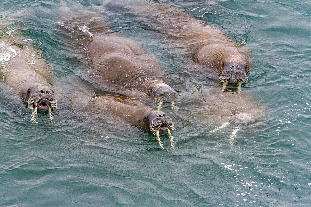 Curious adult bull walrus (Odobenus rosmarus rosmarus) approach the ship at Moffen Island in the Svalbard Archipelago, Norway, Arctic, Europe