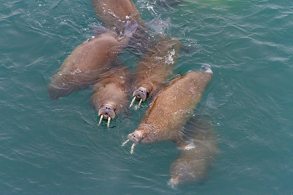 Curious adult bull walrus (Odobenus rosmarus rosmarus) approach the ship at Moffen Island in the Svalbard Archipelago, Norway, Arctic, Europe