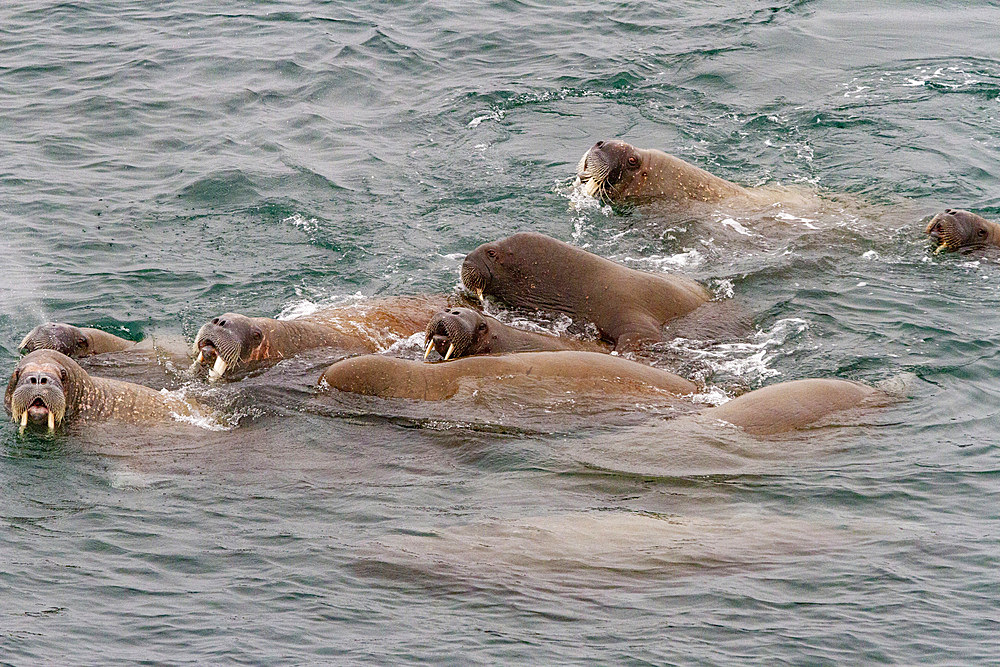 Curious adult bull walrus (Odobenus rosmarus rosmarus) approach the ship at Moffen Island in the Svalbard Archipelago, Norway, Arctic, Europe