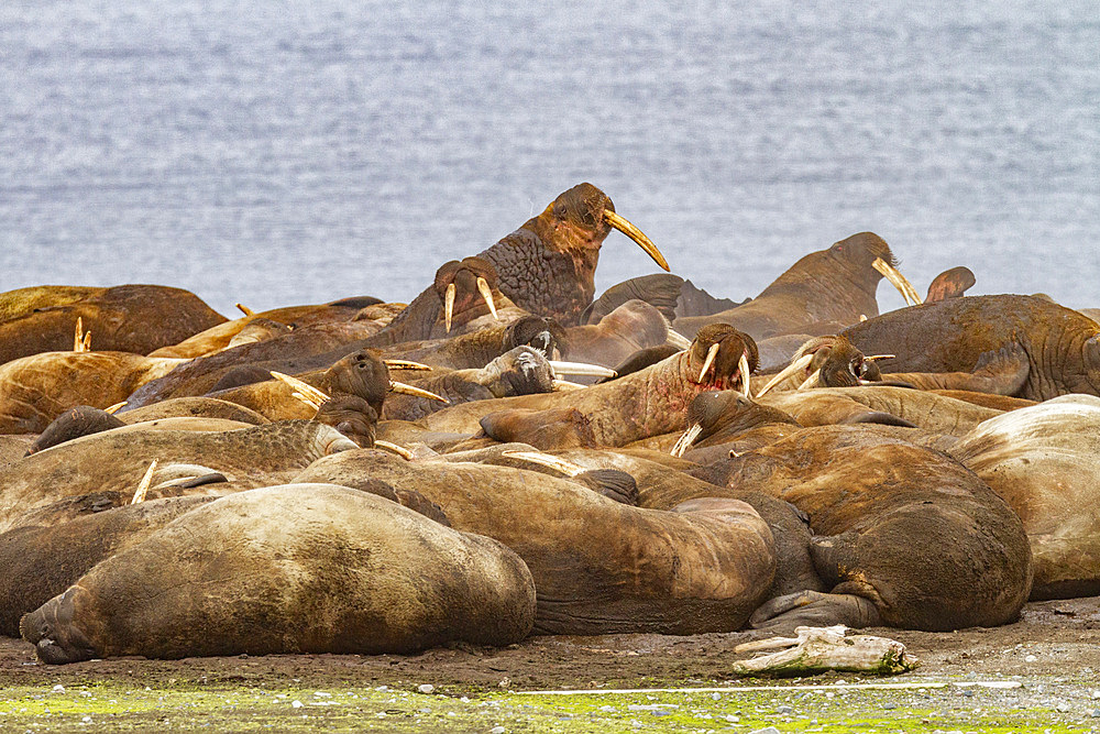 Adult bull walrus (Odobenus rosmarus rosmarus) hauled out on the beach in the Svalbard Archipelago, Norway, Arctic, Europe