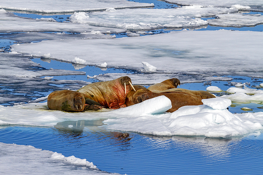 Adult bull walrus (Odobenus rosmarus rosmarus) hauled out on the ice in the Svalbard Archipelago, Norway, Arctic, Europe