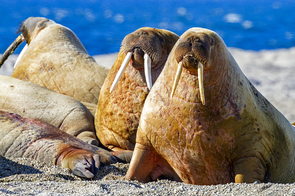 Adult bull walrus (Odobenus rosmarus rosmarus) hauled out on the beach in the Svalbard Archipelago, Norway, Arctic, Europe