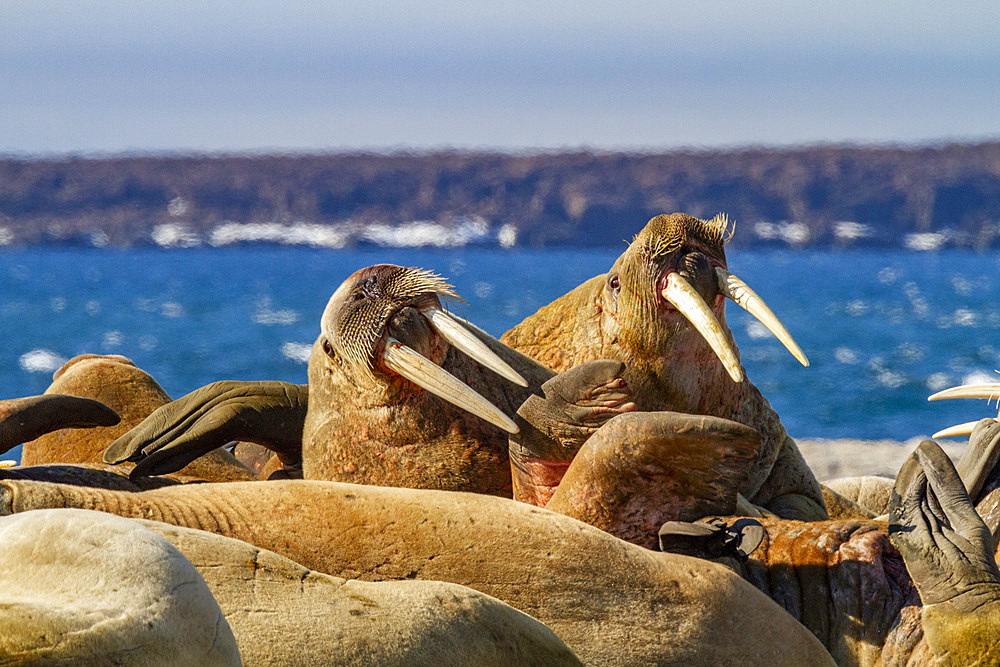 Adult bull walrus (Odobenus rosmarus rosmarus) hauled out on the beach in the Svalbard Archipelago, Norway, Arctic, Europe