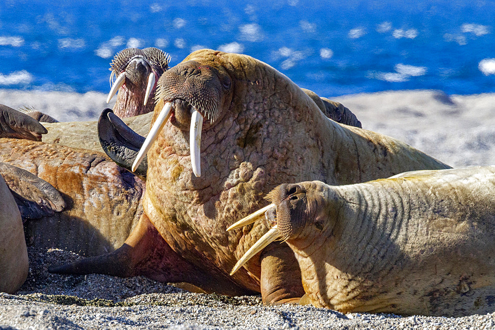 Adult bull walrus (Odobenus rosmarus rosmarus) hauled out on the beach in the Svalbard Archipelago, Norway, Arctic, Europe