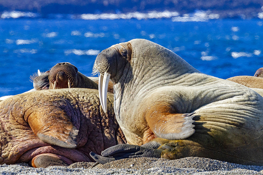 Adult bull walrus (Odobenus rosmarus rosmarus) hauled out on the beach in the Svalbard Archipelago, Norway, Arctic, Europe