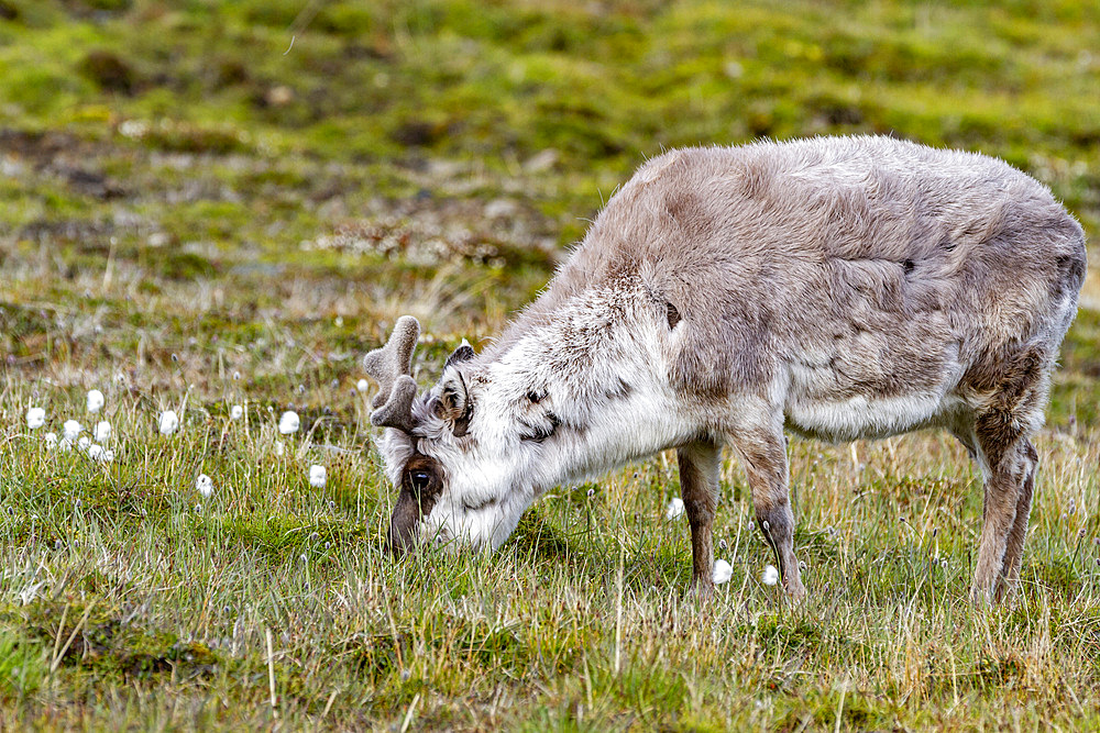 Adult Svalbard reindeer (Rangifer tarandus platyrhynchus) grazing within the town limits of Longyearbyen, Spitsbergen, Svalbard, Norway, Arctic, Europe