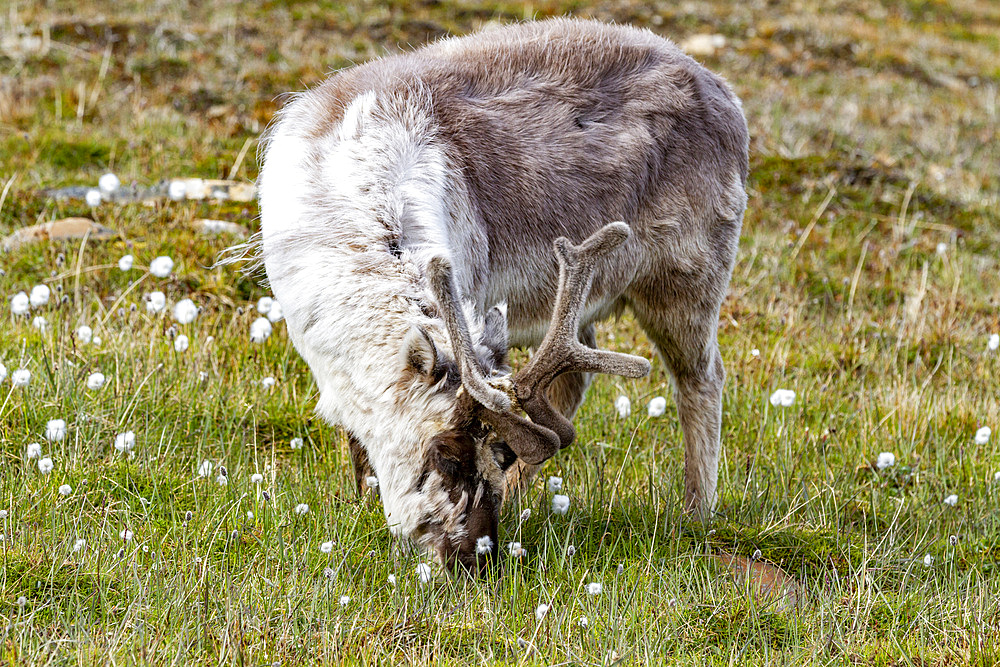 Adult Svalbard reindeer (Rangifer tarandus platyrhynchus) grazing within the town limits of Longyearbyen, Spitsbergen, Svalbard, Norway, Arctic, Europe