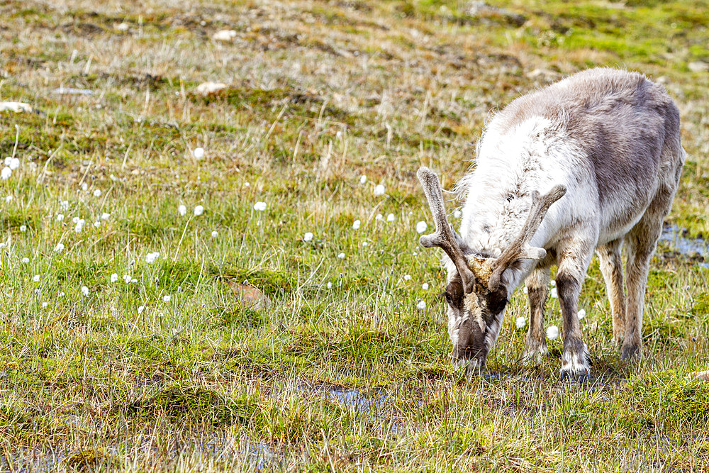 Adult Svalbard reindeer (Rangifer tarandus platyrhynchus) grazing within the town limits of Longyearbyen, Spitsbergen, Svalbard, Norway, Arctic, Europe