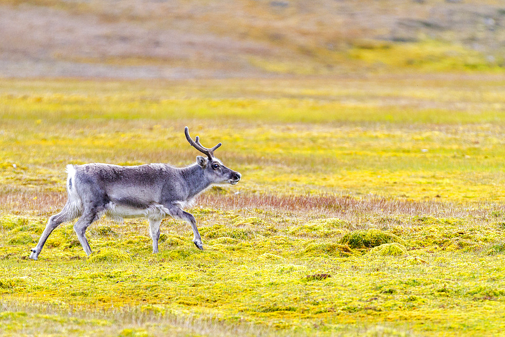 Adult Svalbard reindeer (Rangifer tarandus platyrhynchus) grazing on tundra in the Svalbard Archipelago, Norway, Arctic, Europe