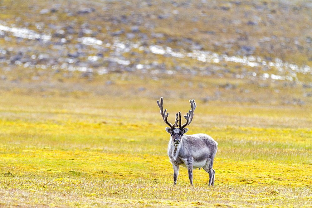 Adult Svalbard reindeer (Rangifer tarandus platyrhynchus) grazing on tundra in the Svalbard Archipelago, Norway, Arctic, Europe