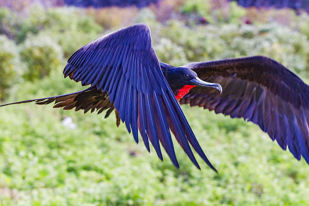 Male Great frigatebird (Fregata minor) in breeding plumage with red gular pouch, on Genovesa (Tower) Island, Galapagos, UNESCO World Heritage Site, Ecuador, South America