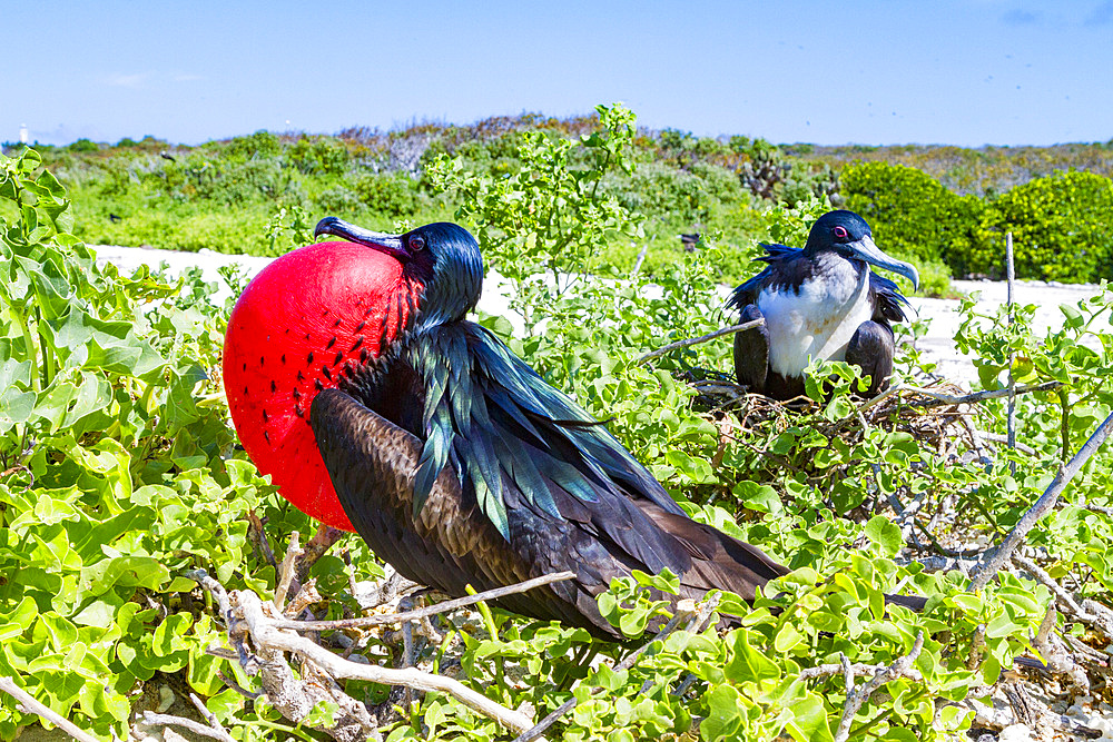 Male Great frigatebird (Fregata minor) in breeding plumage (note the red gular pouch) on Genovesa (Tower) Island, Ecuador.