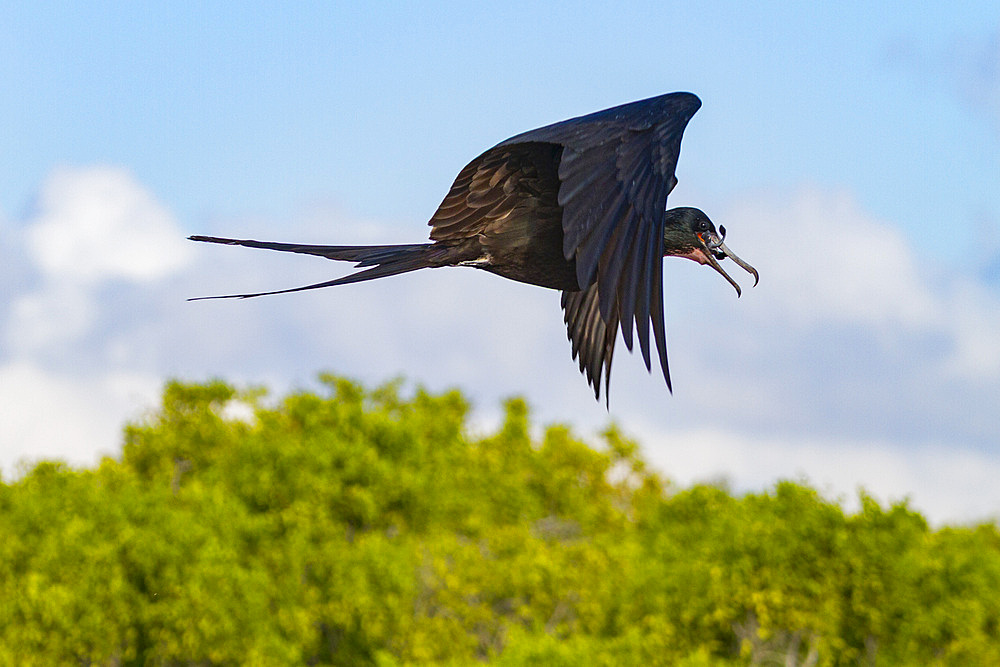 Great frigatebird (Fregata minor) feeding on erupting green sea turtle (Chelonia mydas) hatchlings in the Galapagos, UNESCO World Heritage Site, Ecuador, South America