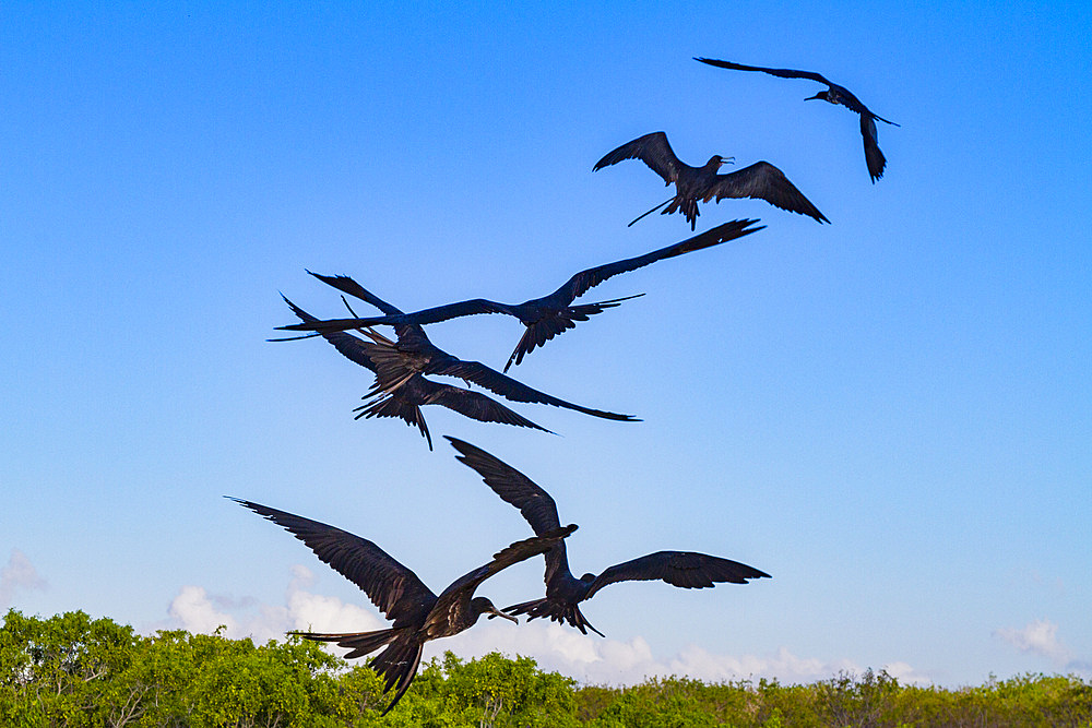 Great frigatebird (Fregata minor) feeding on erupting green sea turtle (Chelonia mydas) hatchlings in the Galapagos, UNESCO World Heritage Site, Ecuador, South America