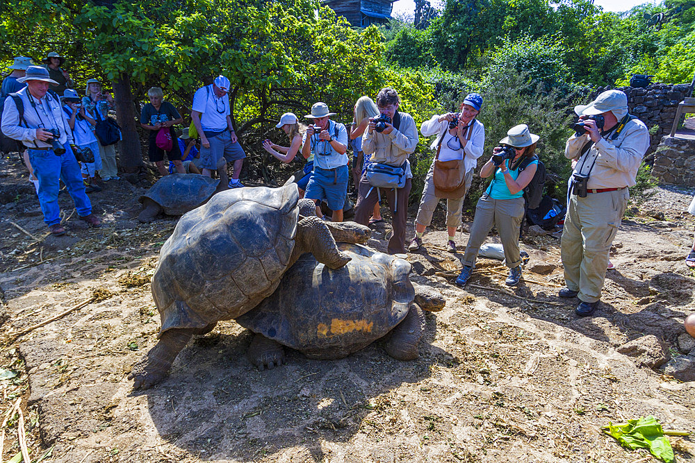 Captive Galapagos giant tortoise (Geochelone elephantopus) at the Charles Darwin Research Station, Galapagos, UNESCO World Heritage Site, Ecuador, South America