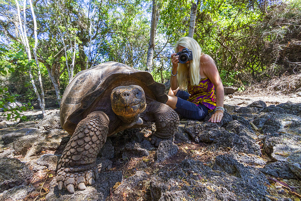 Captive Galapagos giant tortoise (Geochelone elephantopus) at the Charles Darwin Research Station, Galapagos, UNESCO World Heritage Site, Ecuador, South America