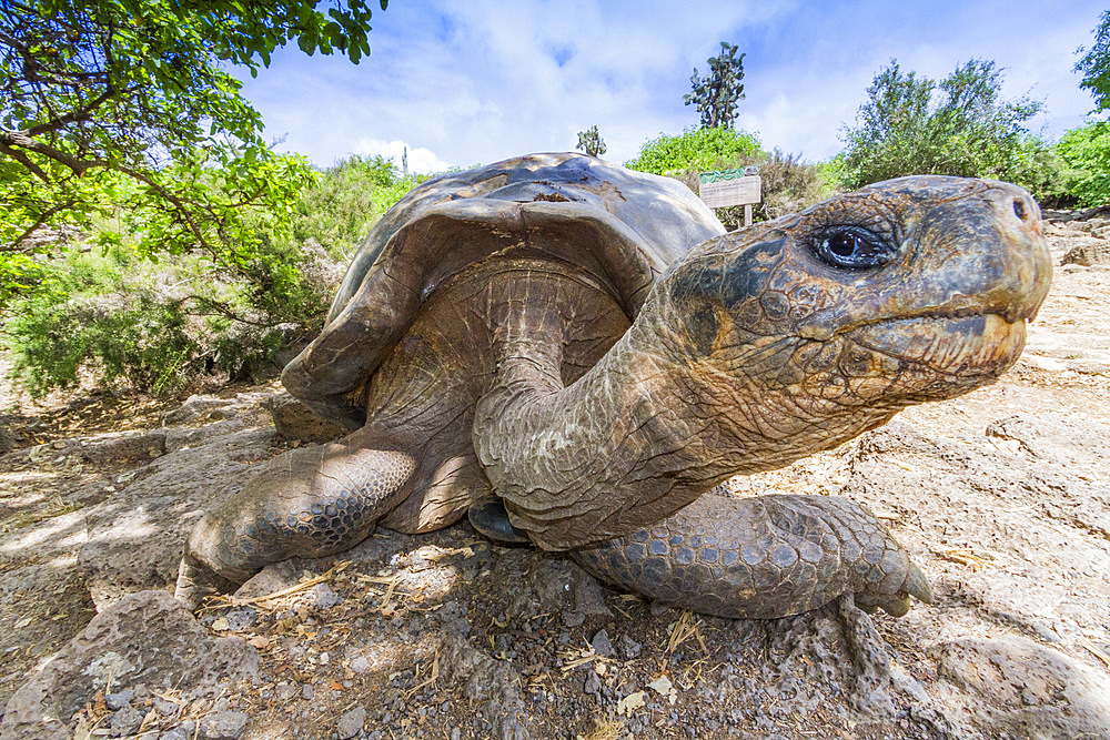 Captive Galapagos giant tortoise (Geochelone elephantopus) at the Charles Darwin Research Station, Galapagos, UNESCO World Heritage Site, Ecuador, South America