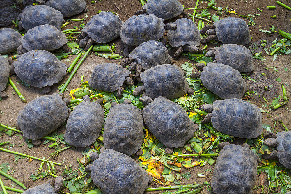 Young Captive Galapagos giant tortoise (Geochelone elephantopus) being fed, San Cristobal Island, Galapagos, UNESCO World Heritage Site, Ecuador, South America