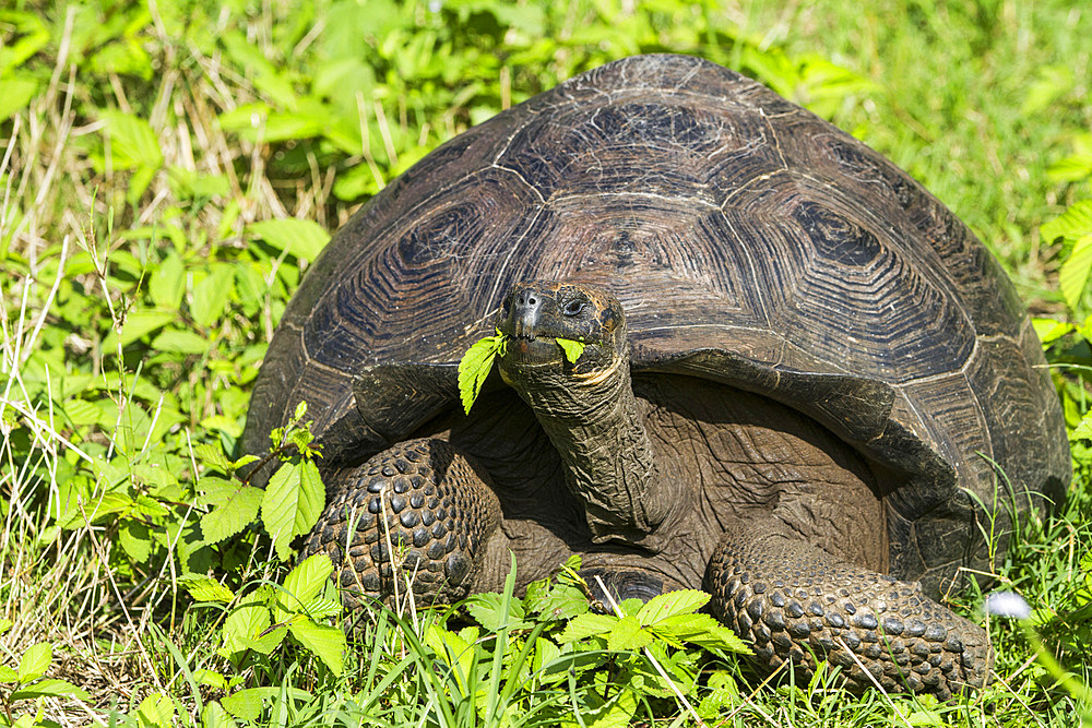 Wild Galapagos giant tortoise (Geochelone elephantopus) feeding on the upslope grasslands of Santa Cruz Island, Galapagos, UNESCO World Heritage Site, Ecuador, South America