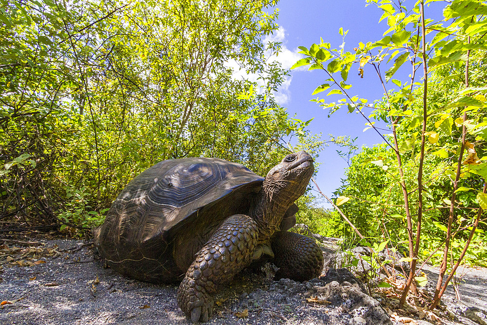 Wild Galapagos giant tortoise (Geochelone elephantopus) at Urbina Bay, Isabela Island, Galapagos Islands, UNESCO World Heritage Site, Ecuador, South America