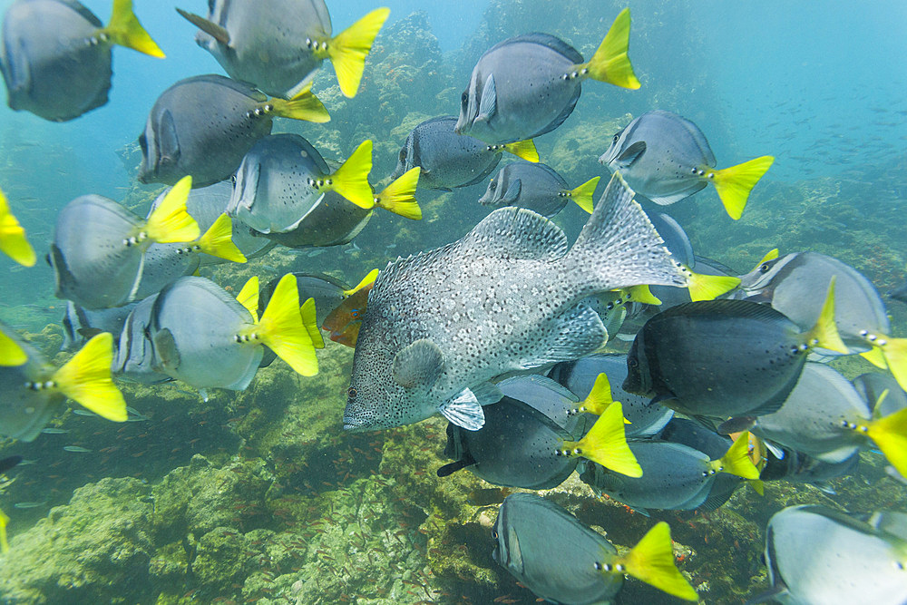 Schooling yellow-tailed surgeonfish (Prionurus punctatus), underwater in the Galapagos Island Archipelago, UNESCO World Heritage Site, Ecuador, South America