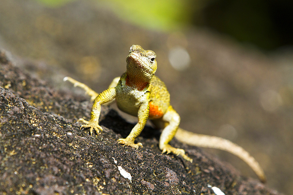 Lava lizard (Microlophus spp) in the Galapagos Islands Archipelago, UNESCO World Heritage Site, Ecuador, South America