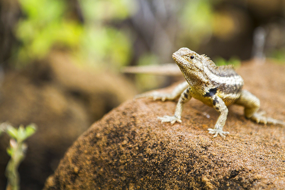 Lava lizard (Microlophus spp) in the Galapagos Islands Archipelago, UNESCO World Heritage Site, Ecuador, South America